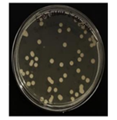 Human infected tissue treated